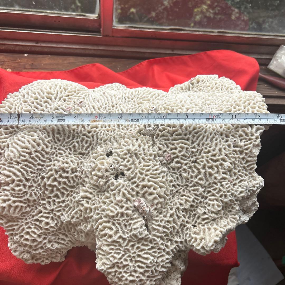特大 飾り 珊瑚 サンゴ礁 置物 白 海水魚 水槽 レイアウト45cm