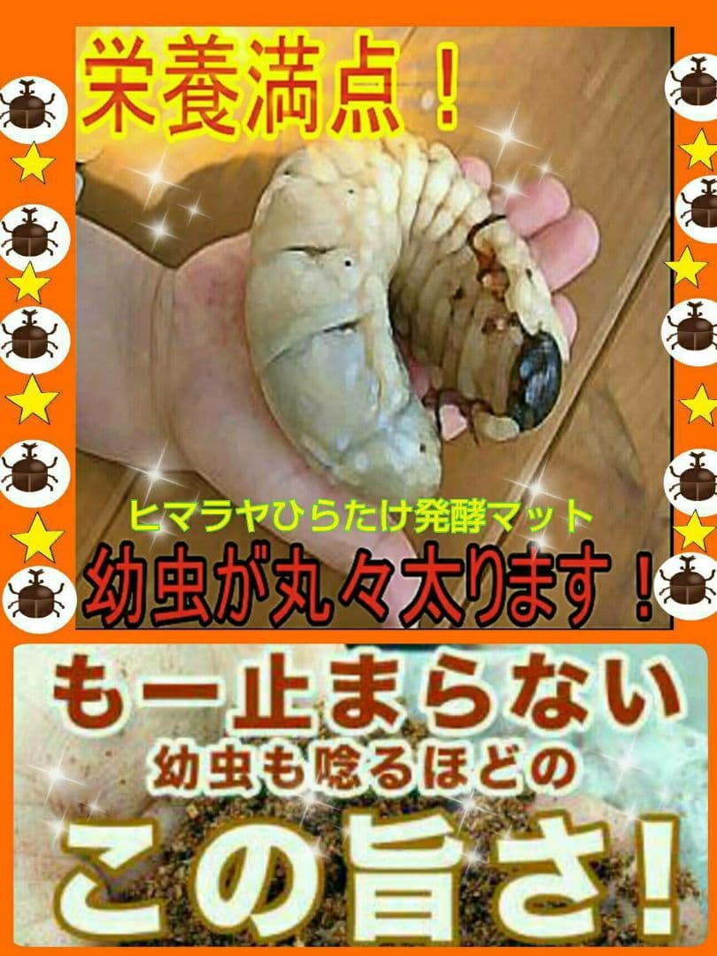 デカクなりすぎ注意！ヒマラヤひらたけ発酵マット　産卵にも！増量100リットル