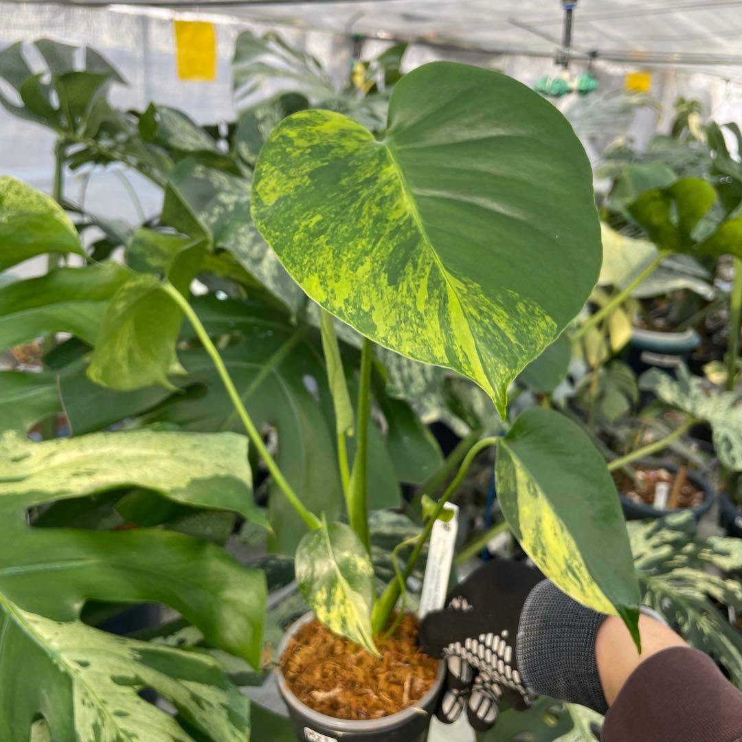 MZ1モンステラ　イエローマリリン　黄斑入り