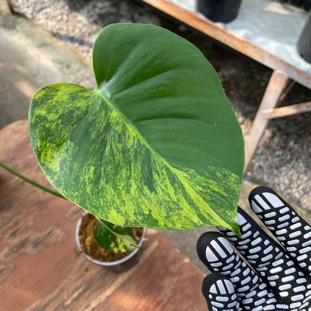 MZ1モンステラ　イエローマリリン　黄斑入り