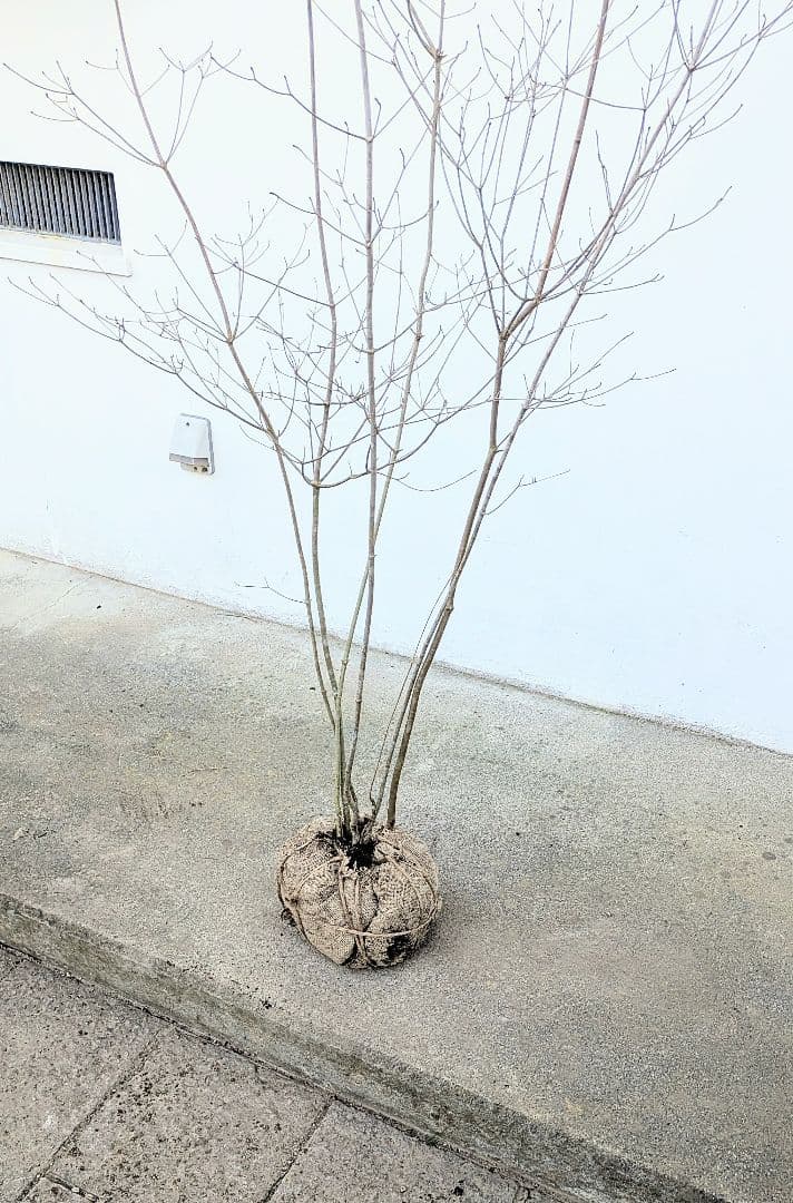 ゴエモンさま専用。。山採りドウダンツツジ。