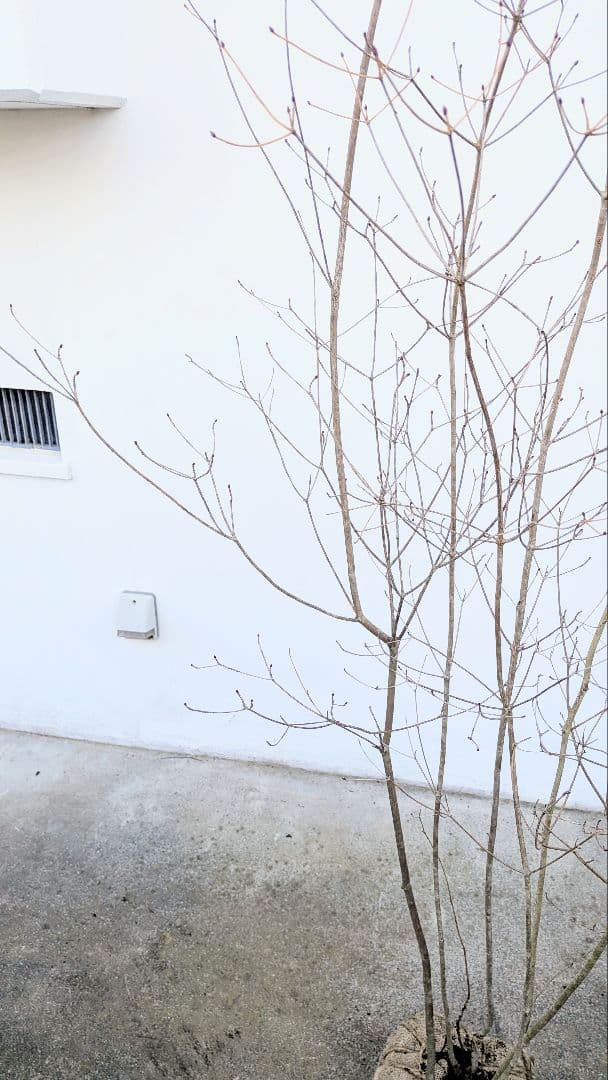 ゴエモンさま専用。。山採りドウダンツツジ。