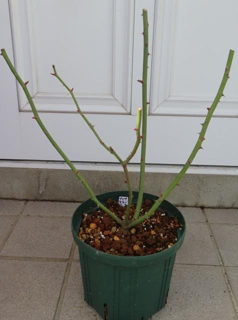 バラ苗　接ぎ木苗　2点セット