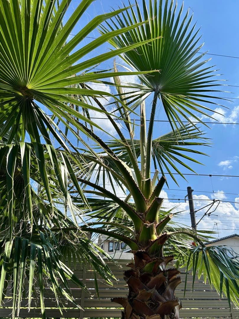 ワシントンヤシ　植木　引き取り限定