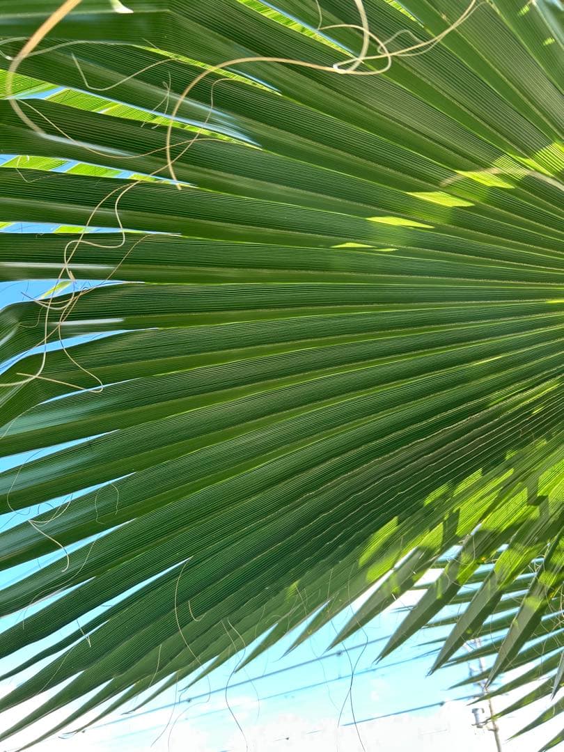 ワシントンヤシ　植木　引き取り限定