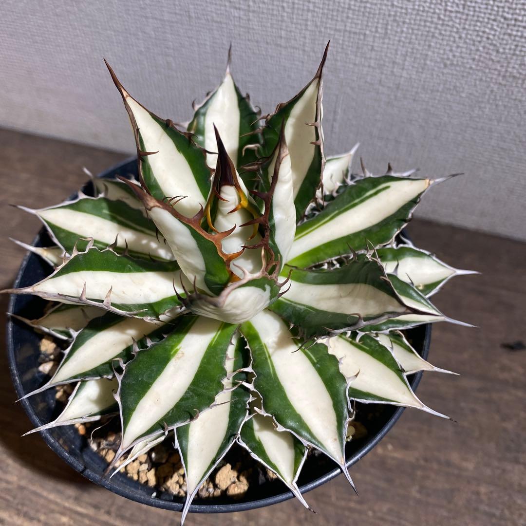 アガベ　ホリダ　白中斑　極上ラスト