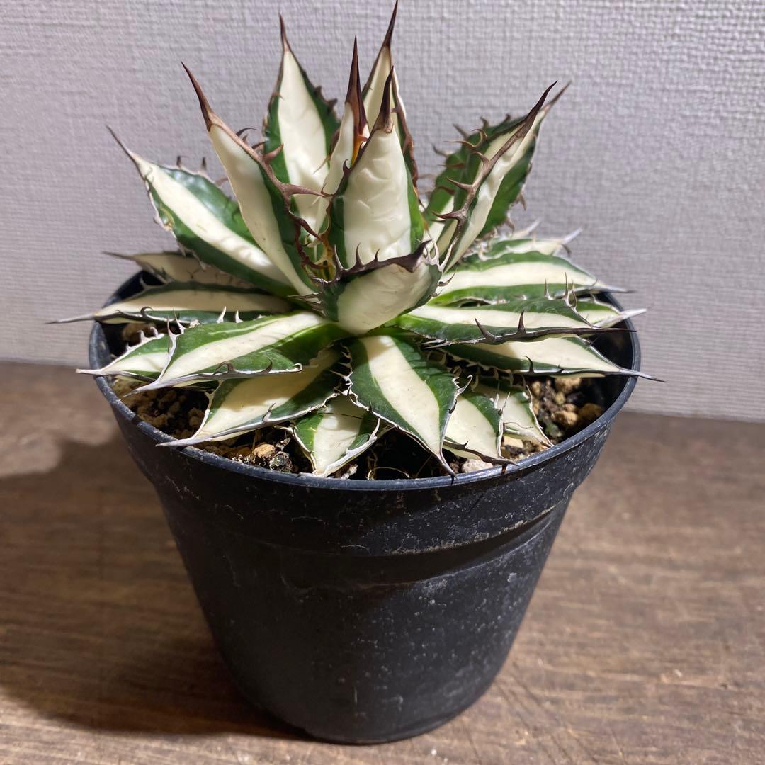 アガベ　ホリダ　白中斑　極上ラスト