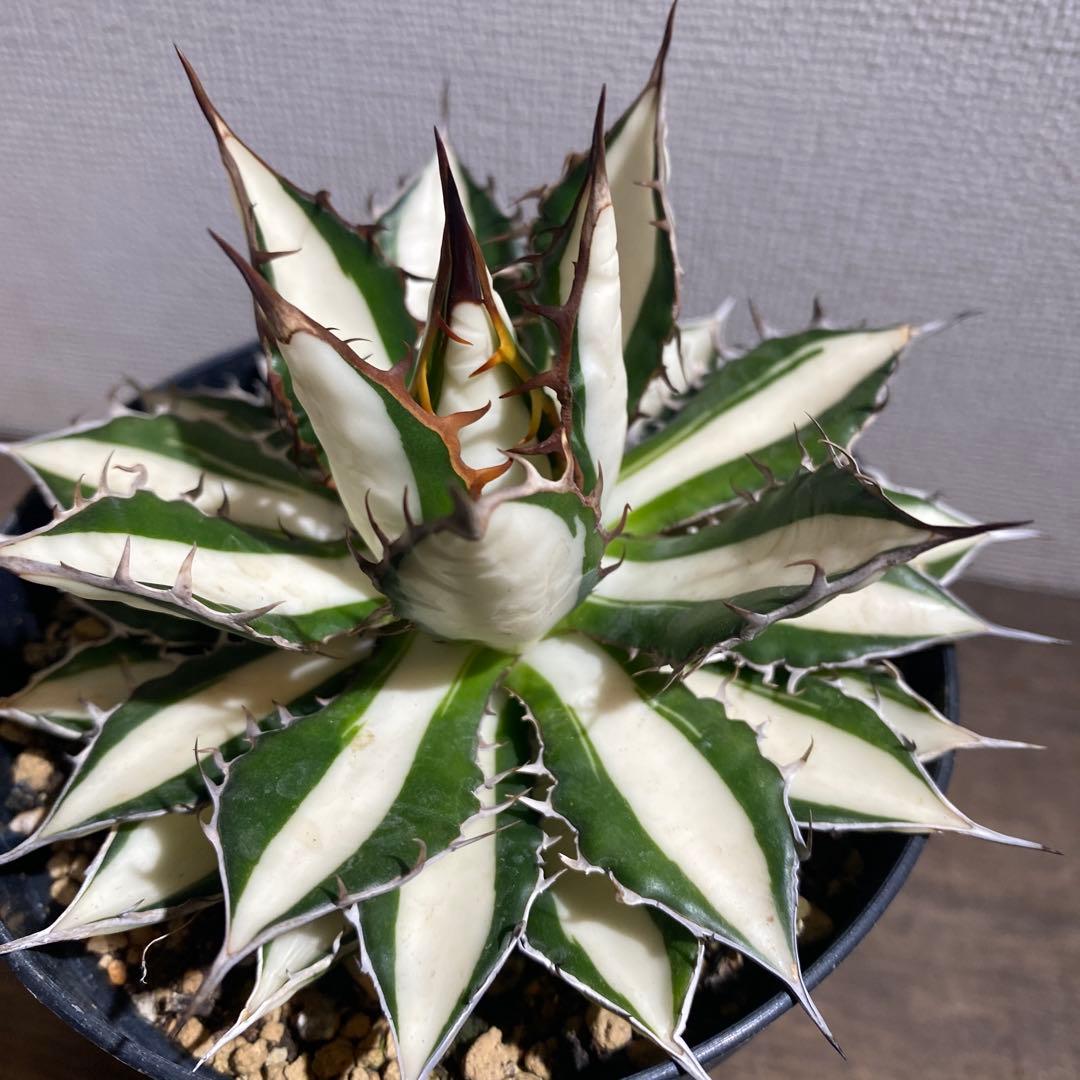 アガベ　ホリダ　白中斑　極上ラスト