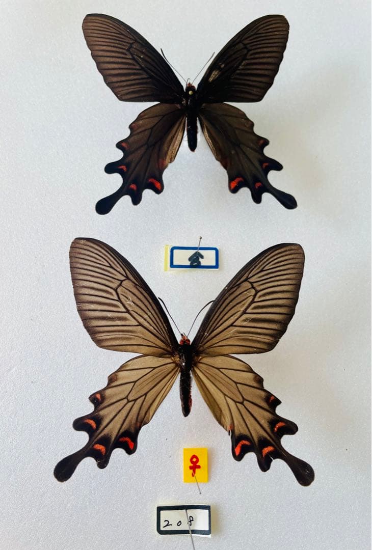 プルトニウスジャコウ（ペア・中国雲南省）