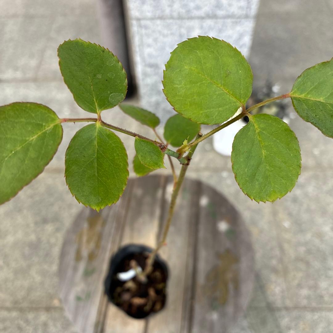 バラ苗　購入前にコメント￼