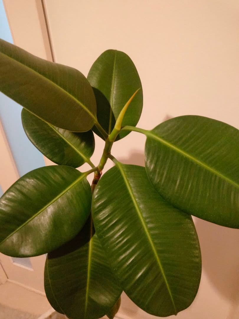 観葉植物ゴムの木