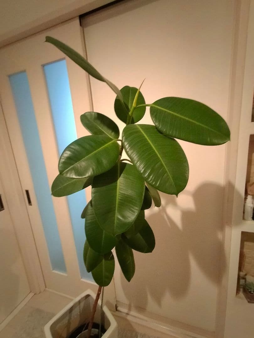 観葉植物ゴムの木