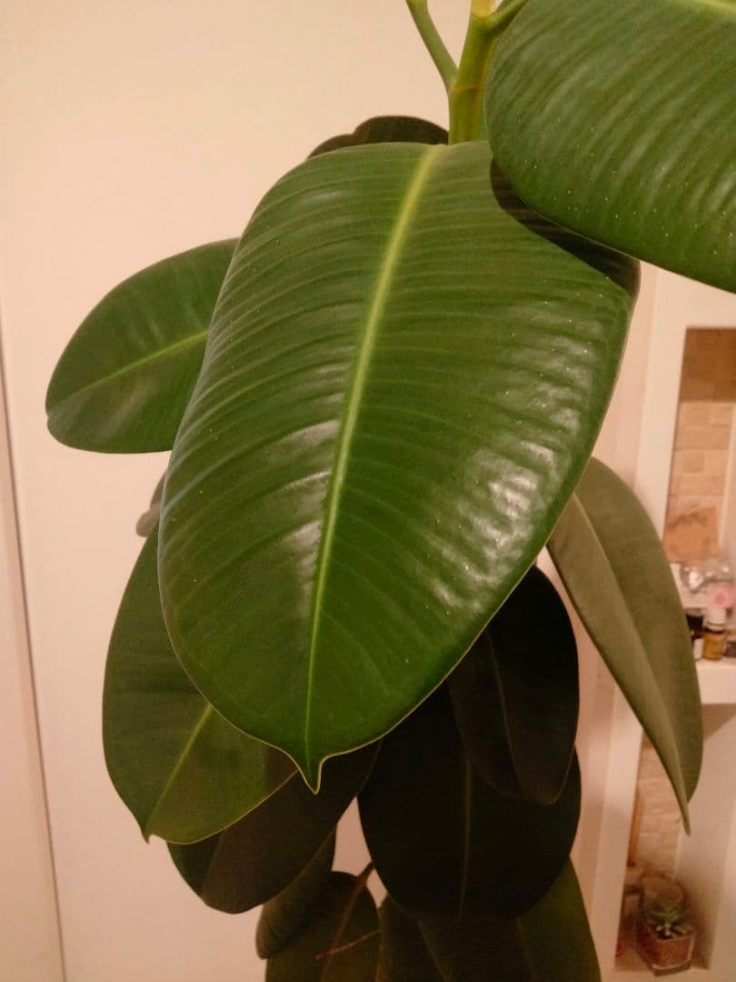 観葉植物ゴムの木