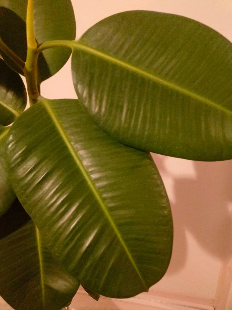 観葉植物ゴムの木