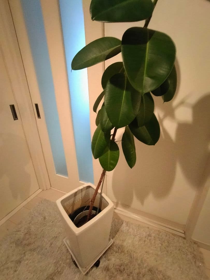 観葉植物ゴムの木
