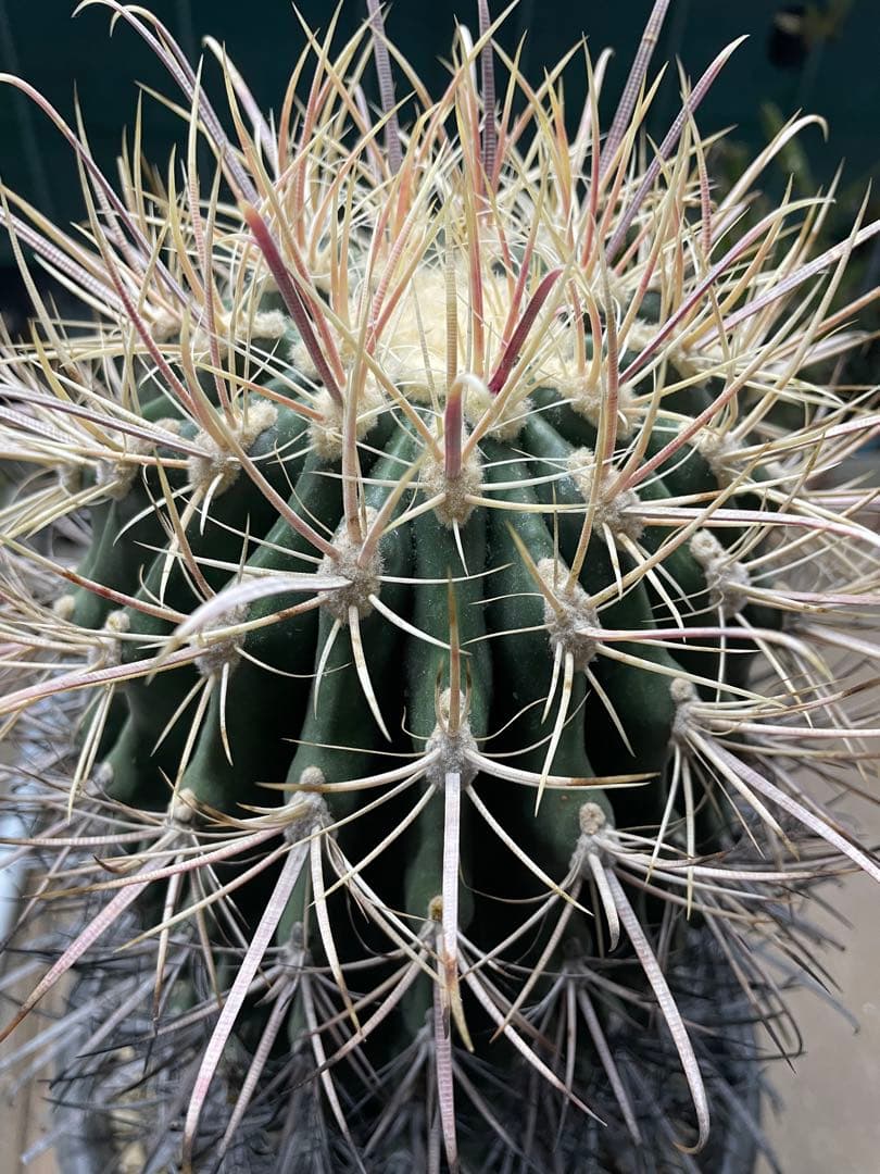 サボテン 白鳥丸 フェロカクタス 巨大株