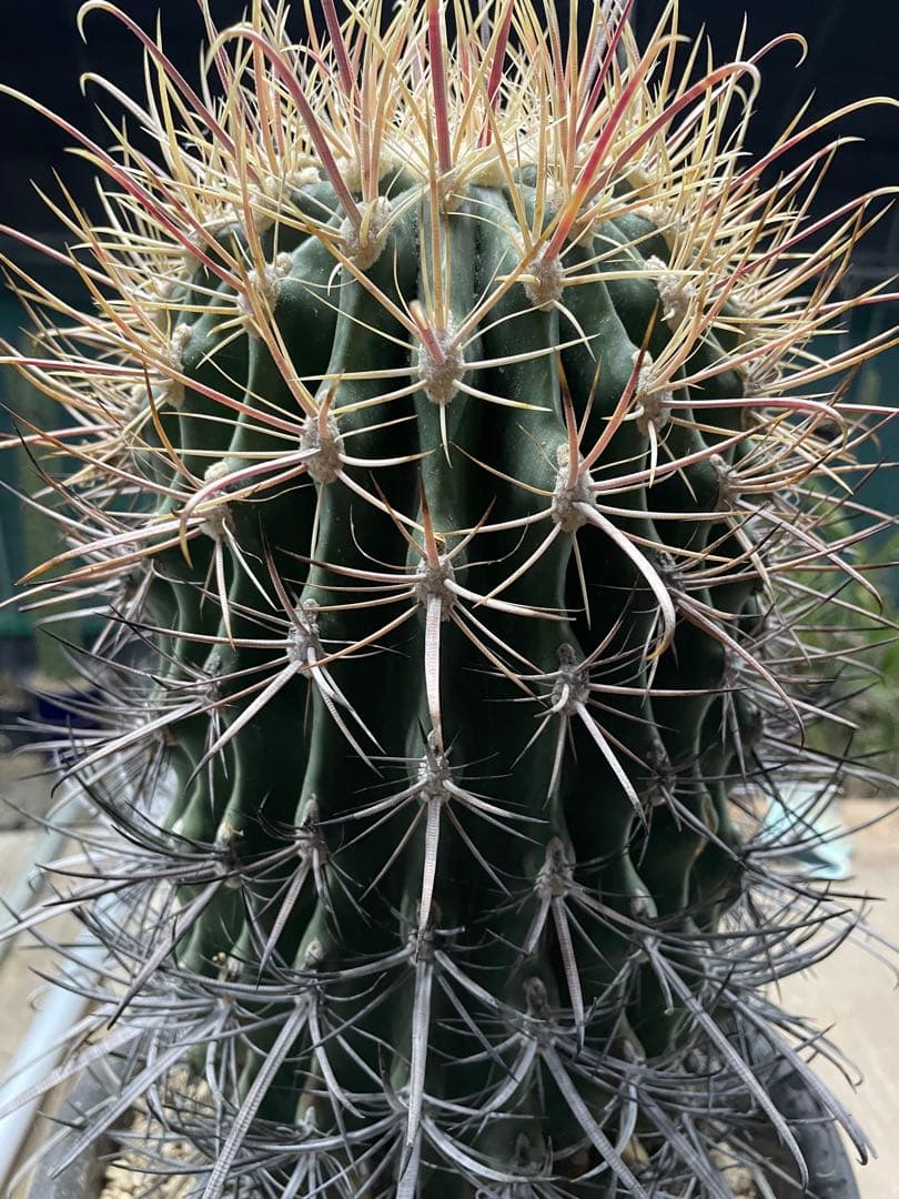 サボテン 白鳥丸 フェロカクタス 巨大株