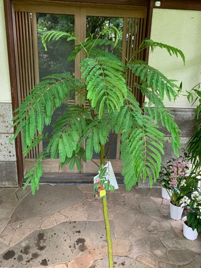 ネムノキ　(合歓木)　観葉植物 特大株 鉢ごと発送