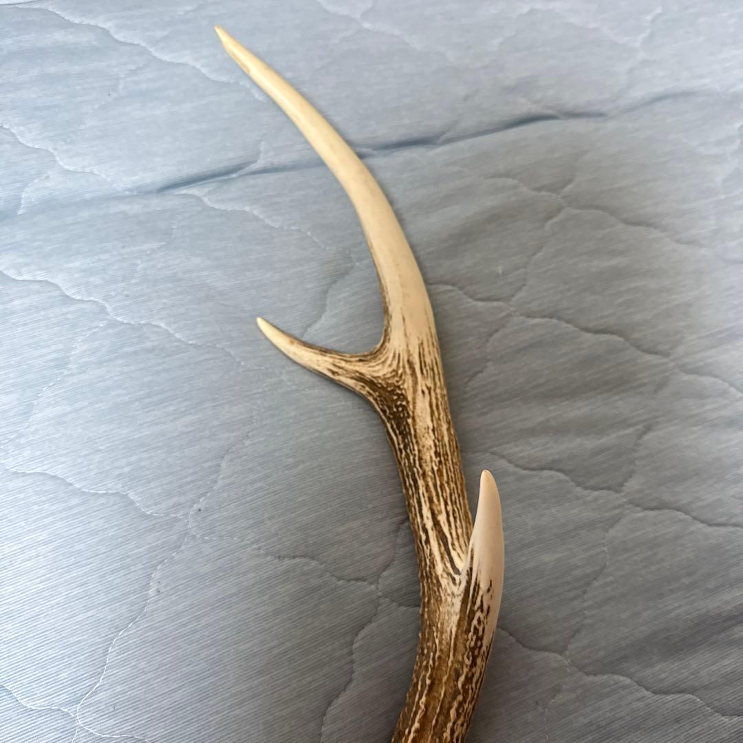 鹿の角 インテリアオブジェ 約70cm