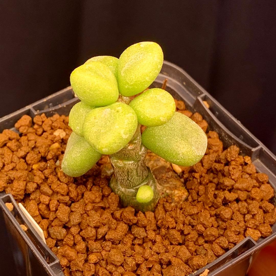 写真2-5枚目　チレコドン　ポドレイアエ　多肉植物　塊根植物　実生