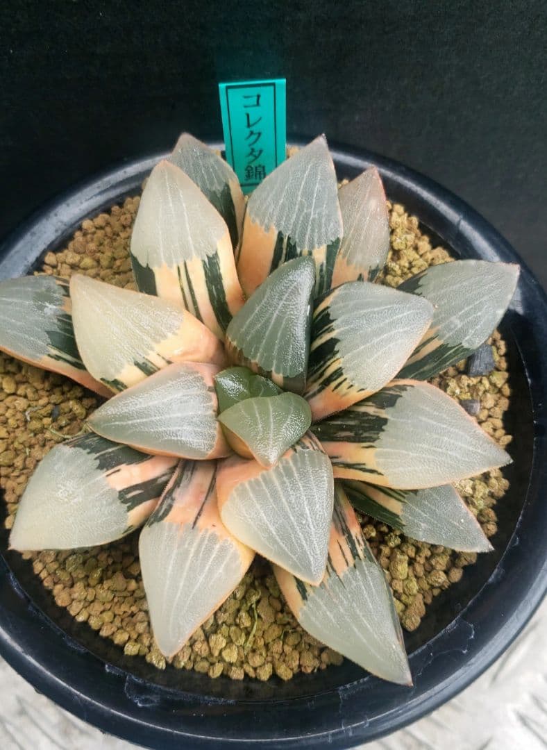 コレクタ錦　実生　ハオルチア