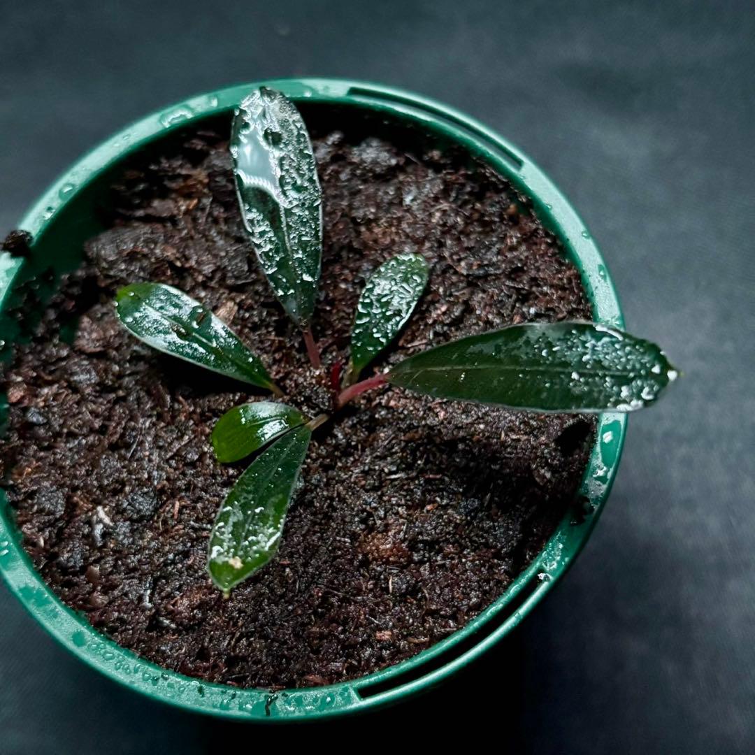 ブセファランドラsp.ピンクレディー