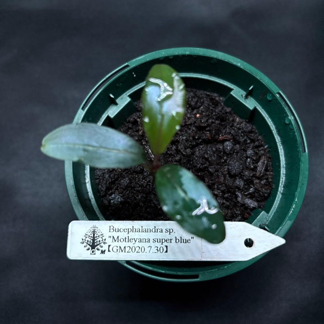 ブセファランドラsp.モトレイアーナ スーパー ブルー