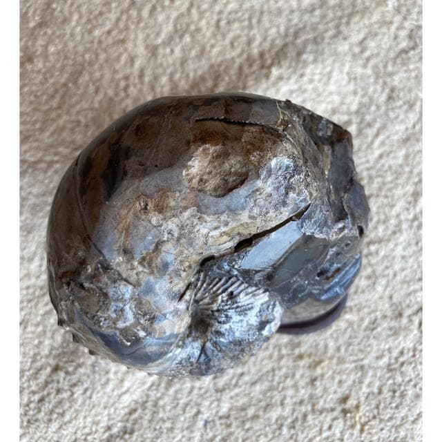 鑑賞石　アンモナイト　化石