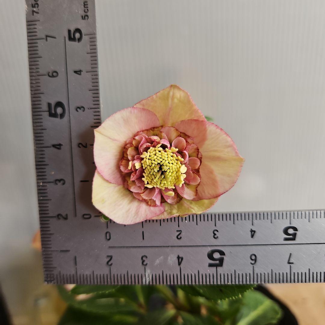 ★Orange様ご購入苗㉖-394㉖-227 ㉖-402㉖-409苗