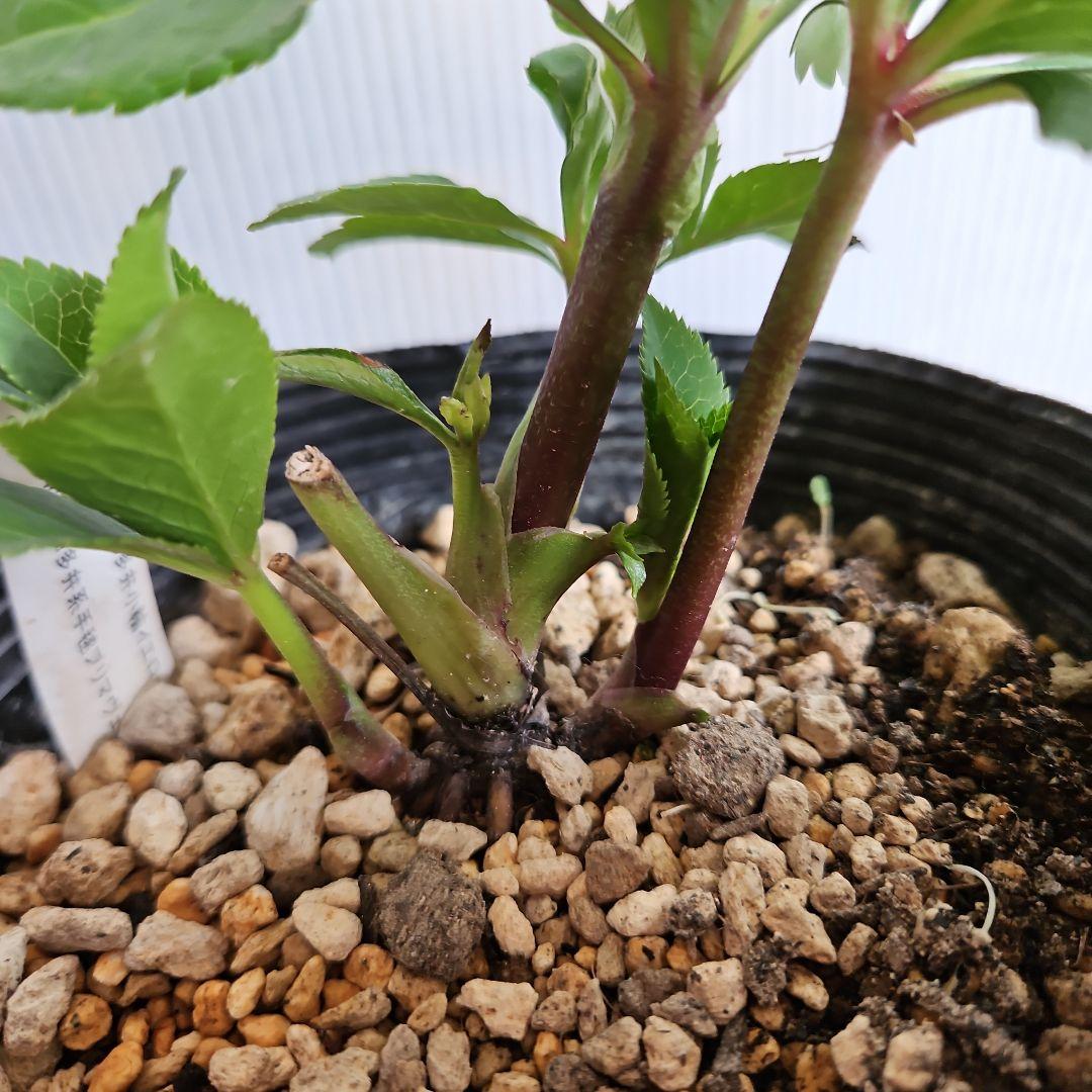 ★Orange様ご購入苗㉖-394㉖-227 ㉖-402㉖-409苗