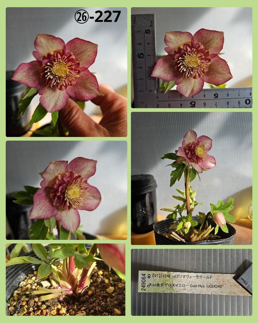 ★Orange様ご購入苗㉖-394㉖-227 ㉖-402㉖-409苗