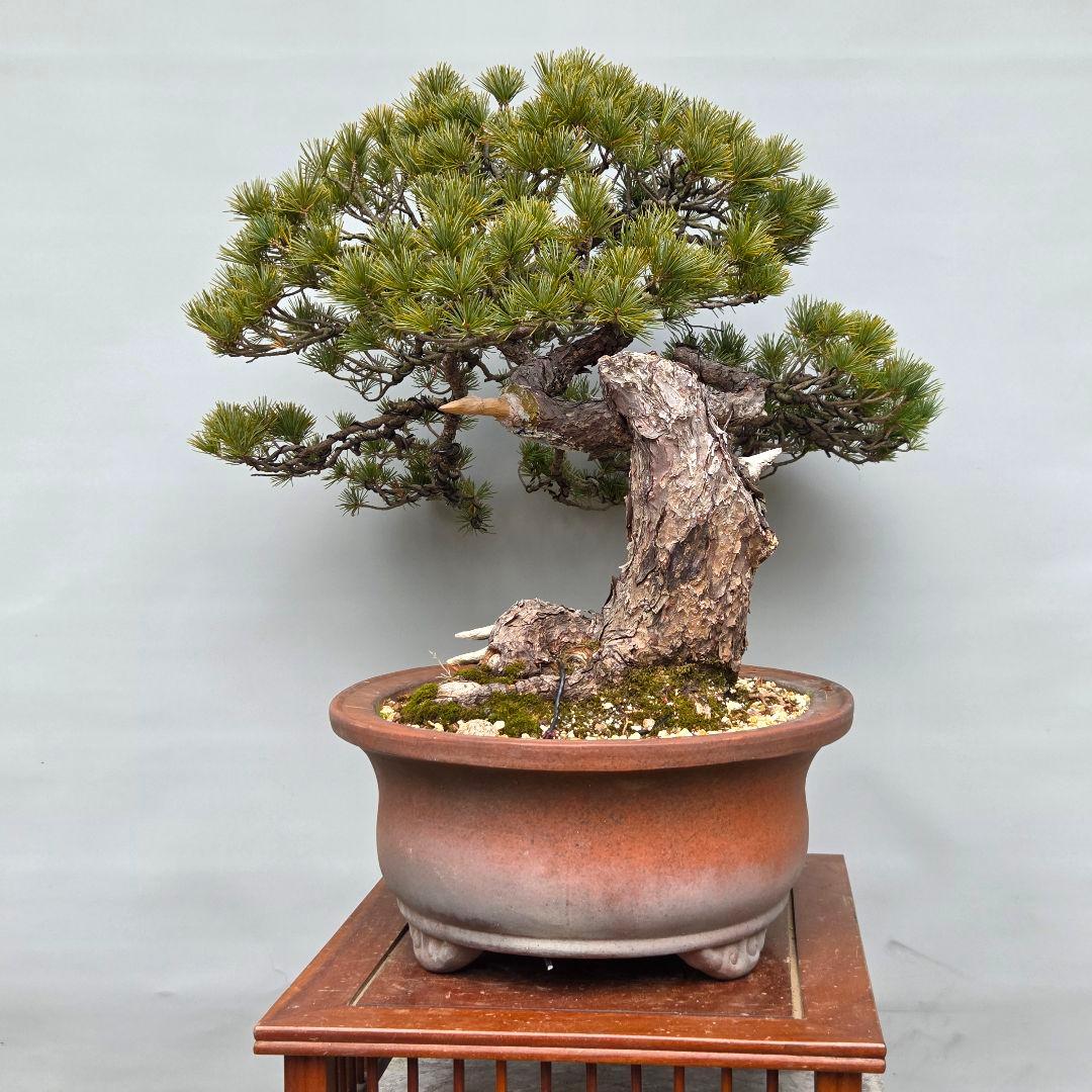 五葉松　[曲変わり木]　大品盆栽