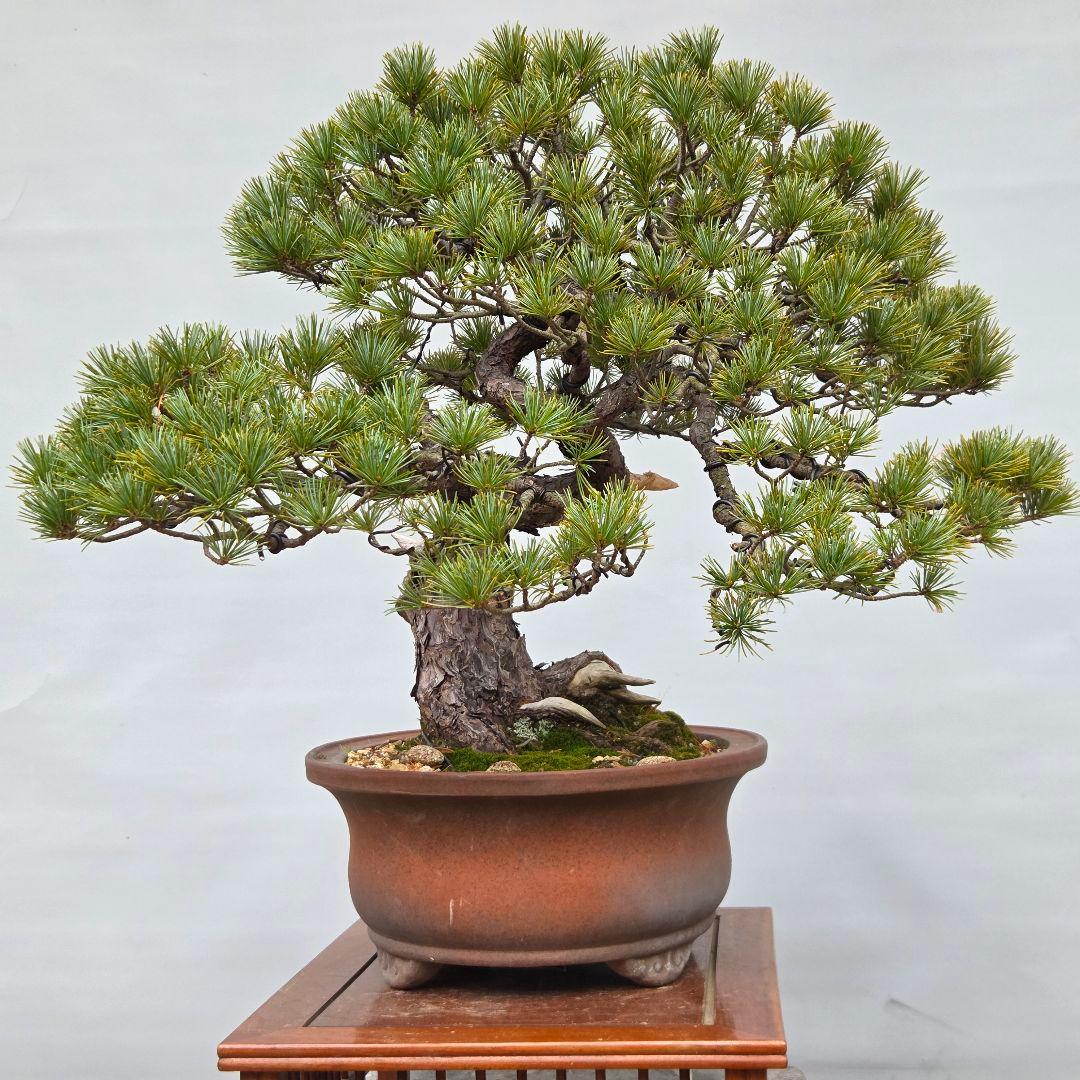 五葉松　[曲変わり木]　大品盆栽