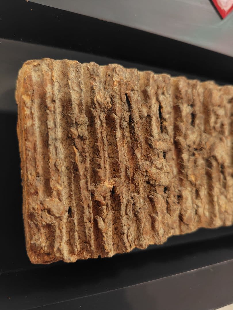 早稲田大学　大隈記念講堂　外壁タイル　1927年建設