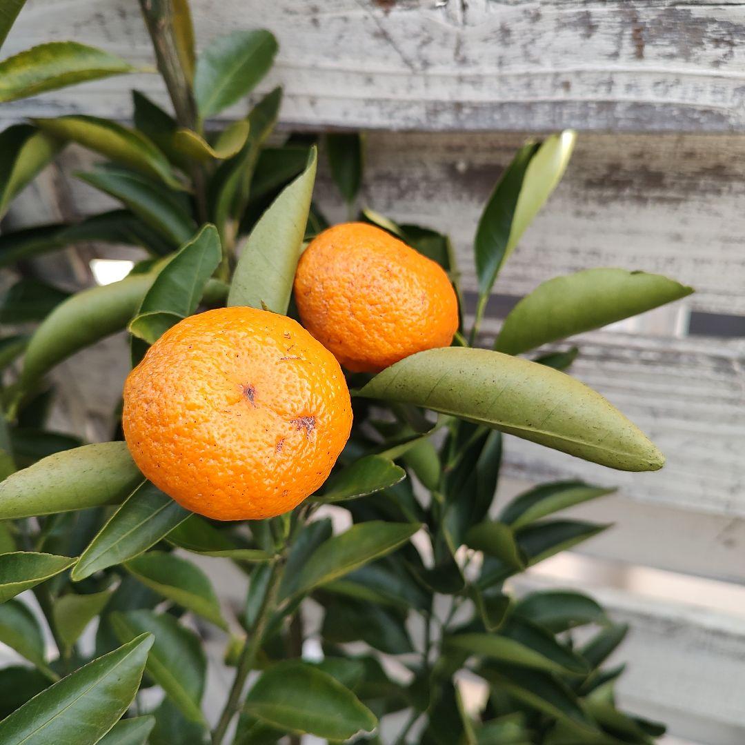 無核紀州 種無し小みかん 3年生 実つき 大苗