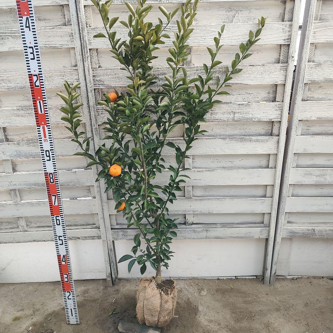 無核紀州 種無し小みかん 3年生 実つき 大苗