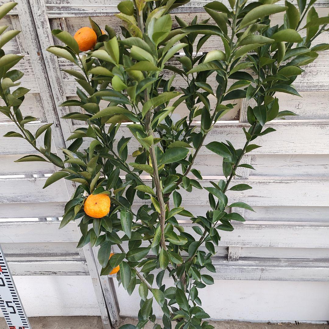 無核紀州 種無し小みかん 3年生 実つき 大苗