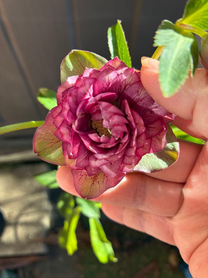 ♡広瀬園芸♡多弁　グリーンピンク