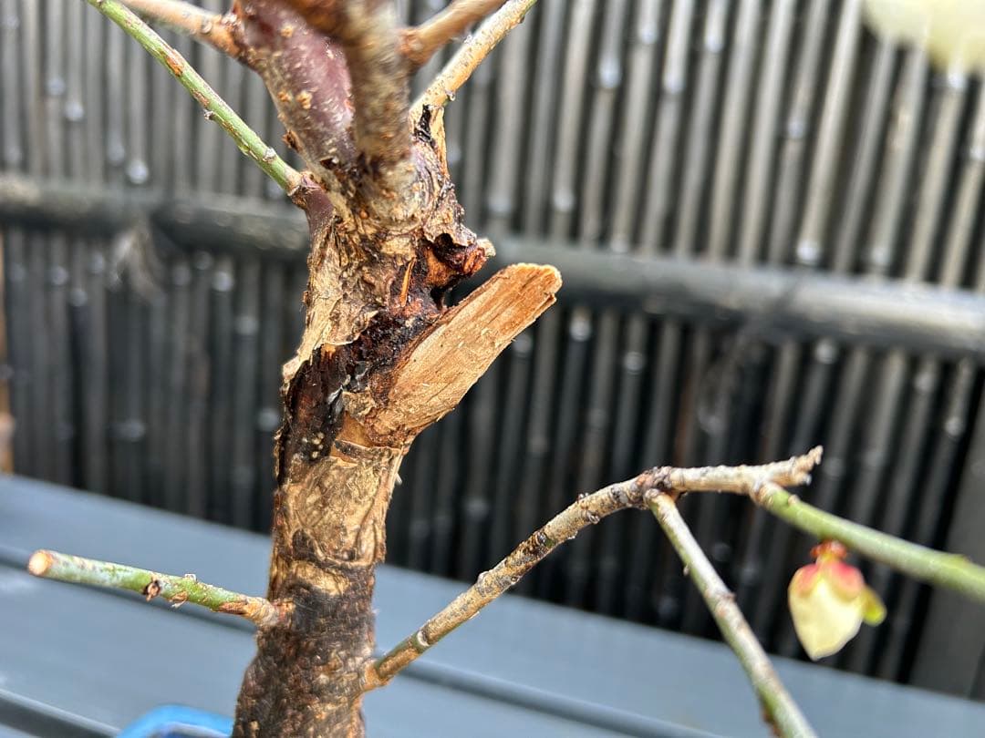 梅盆栽 中型 青色鉢 開花中　小品盆栽