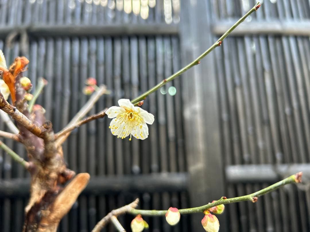 梅盆栽 中型 青色鉢 開花中　小品盆栽