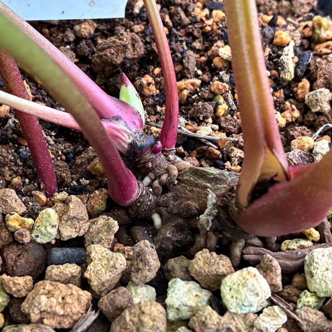 ヒ*ロ様 ❤️超元気❤️開花株❤️超大株❤️619【Ashwood】【親株】【E