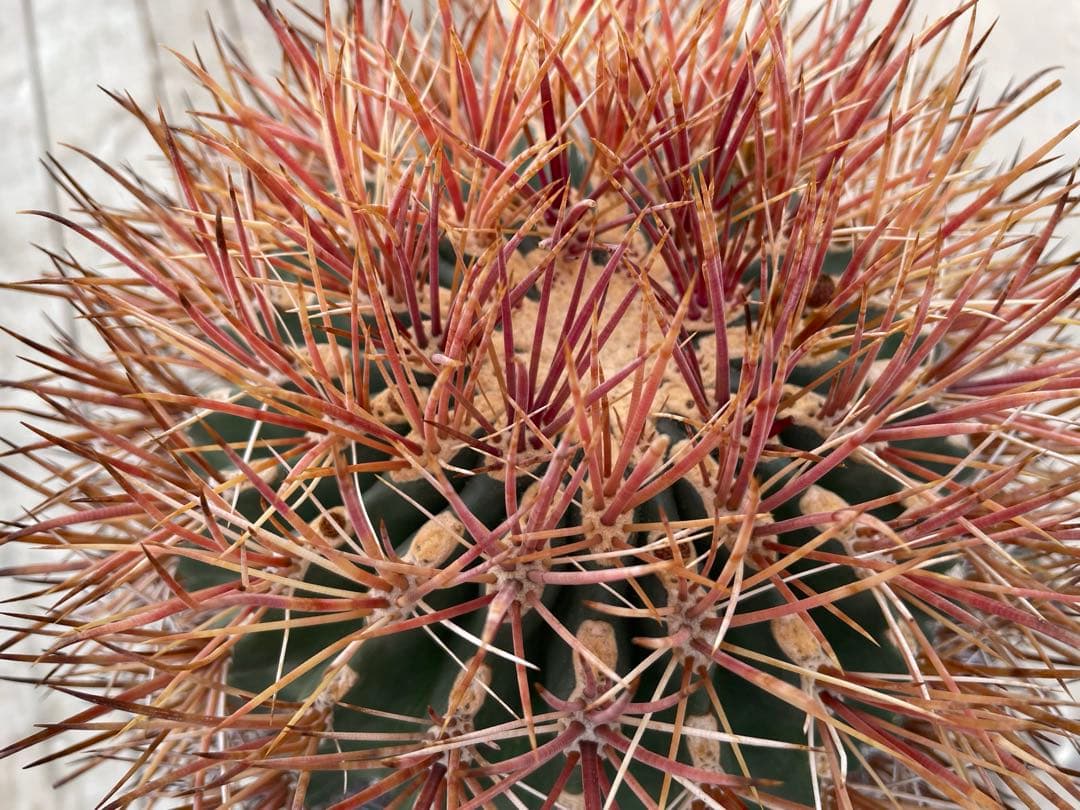 サボテン フェロカクタス 貴重 赤棘金冠竜 ハイブリッド 古株 巨大株