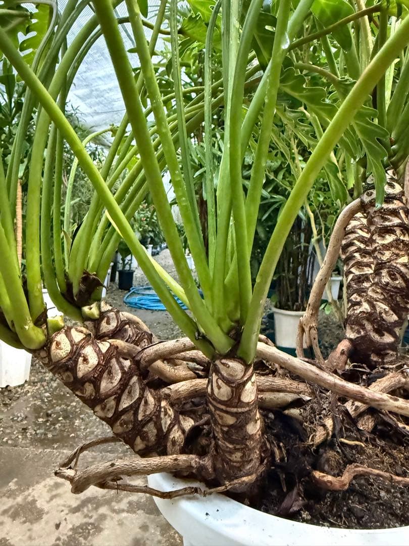 【特級品】フィロデンドロン クッカバラ 根上り 幹立ち 幹上がり 特大極上株