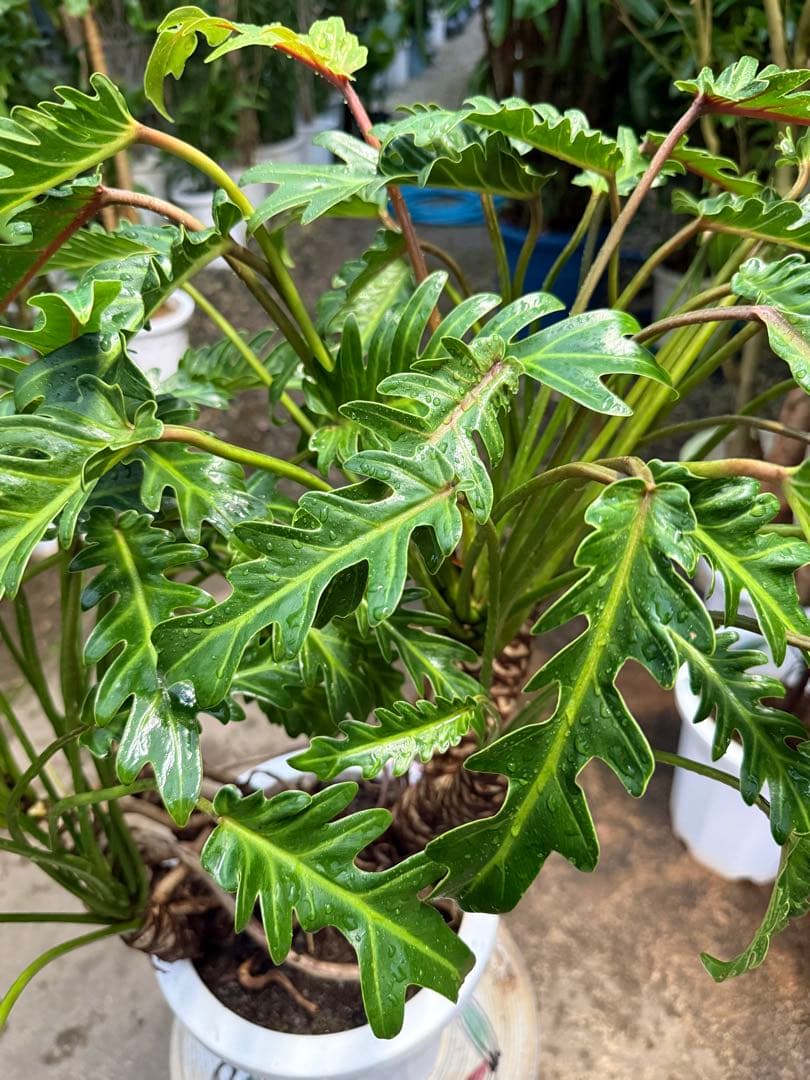 【特級品】フィロデンドロン クッカバラ 根上り 幹立ち 幹上がり 特大極上株