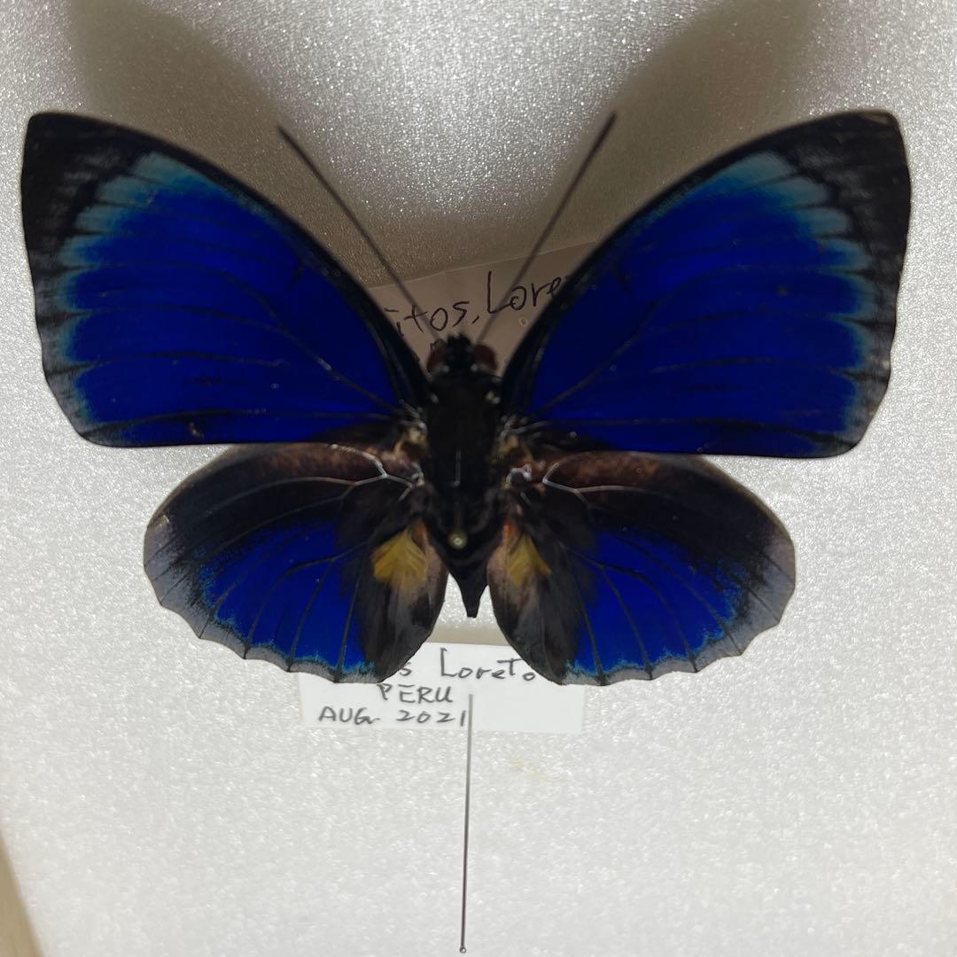 アグリアス標本　Agrias