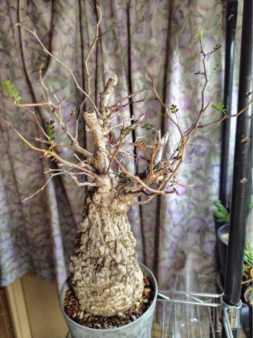 オペルクリカリア・パキプス 現地株 太幹 良樹形　コーデックス 塊根植物