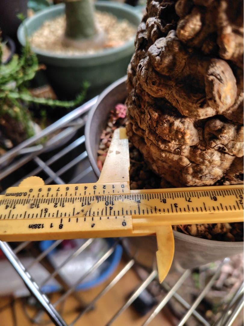 オペルクリカリア・パキプス 現地株 太幹 良樹形　コーデックス 塊根植物