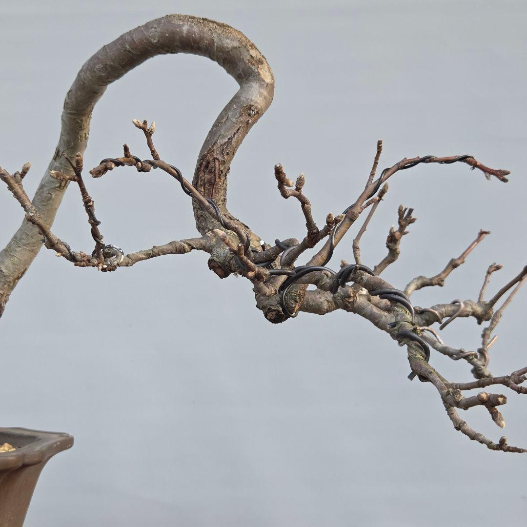 乙女りんご(アルプス乙女)　[半懸崖]　大品盆栽