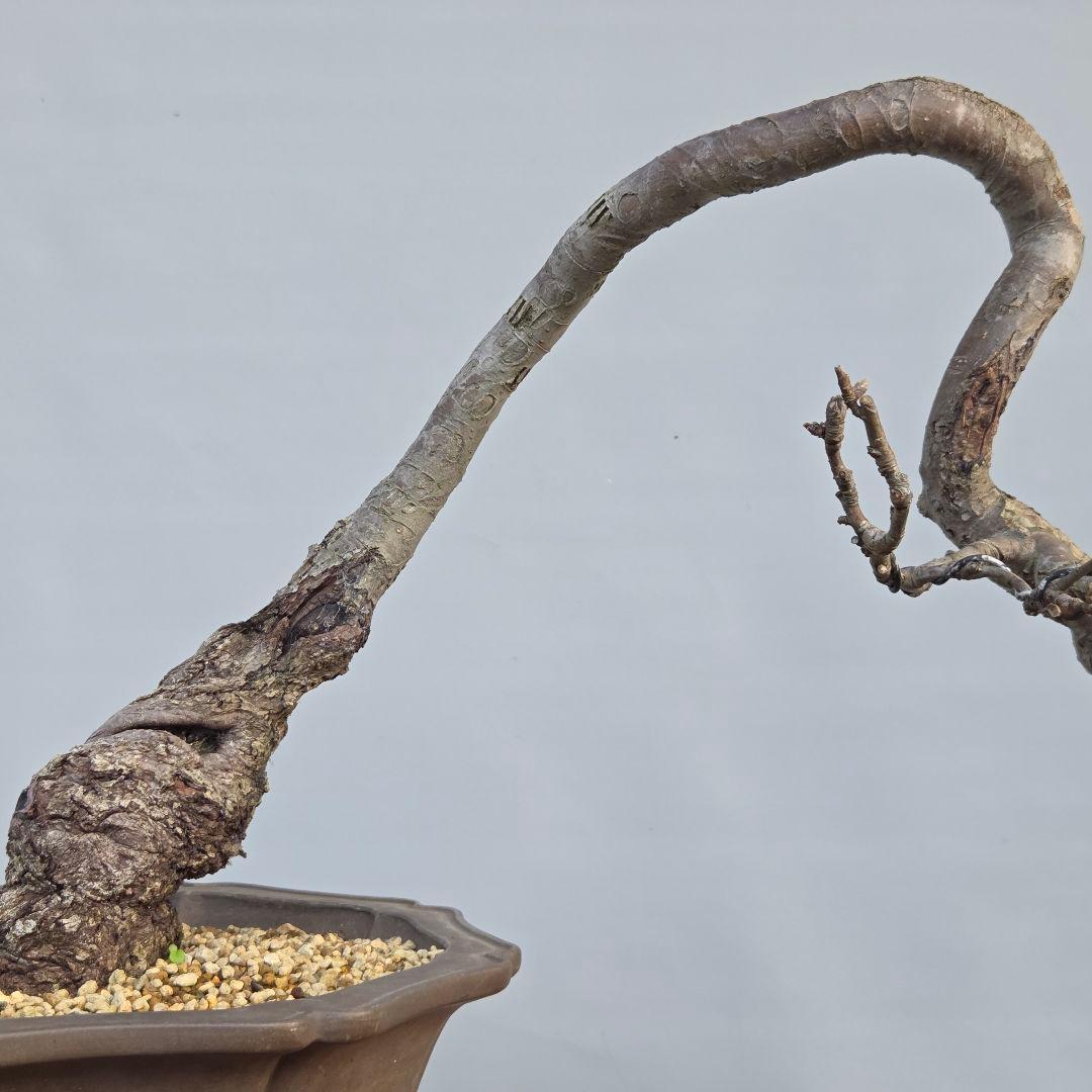 乙女りんご(アルプス乙女)　[半懸崖]　大品盆栽