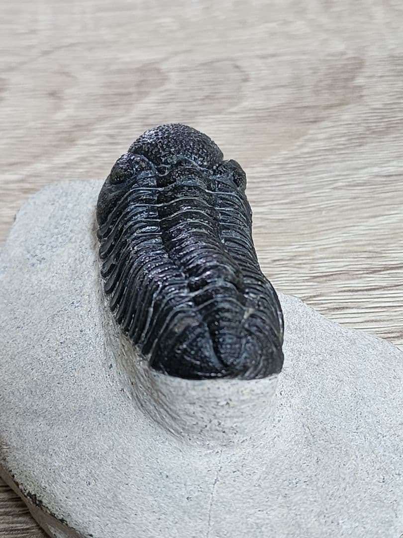 モロッコ産 三葉虫 化石 約50ミリ 母岩付き